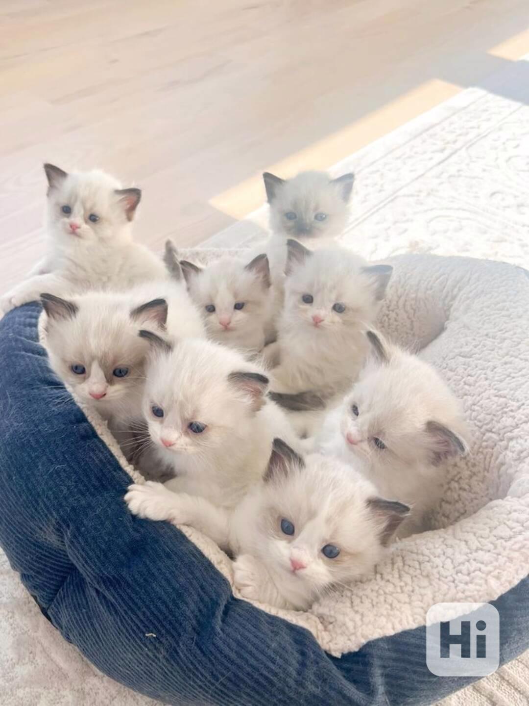 Koťata plemene Ragdoll s rodokmenem - foto 1