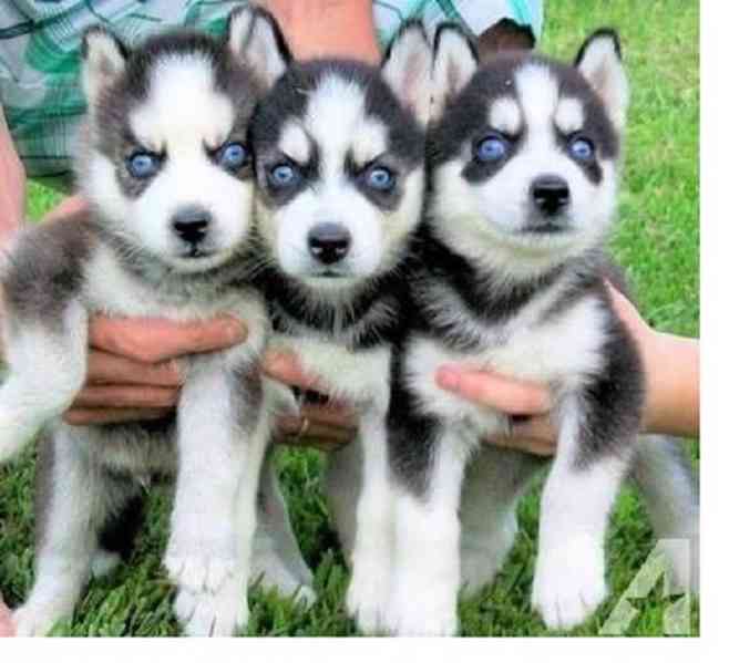 štěňátka sibiřského huskyho - foto 1
