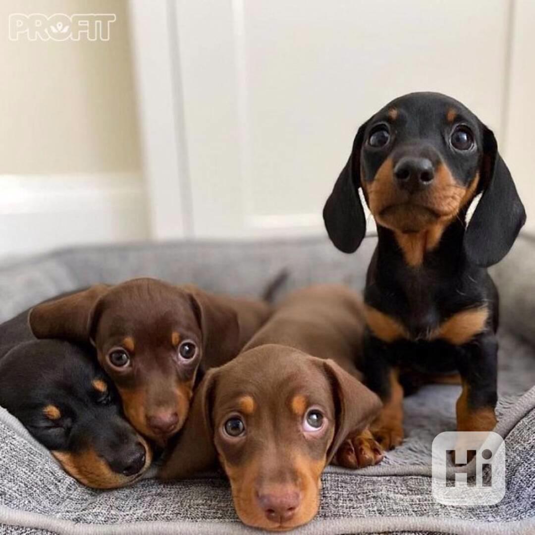 Celkem zdarma štěňata jezevčíka k adopci zdarma   - foto 1
