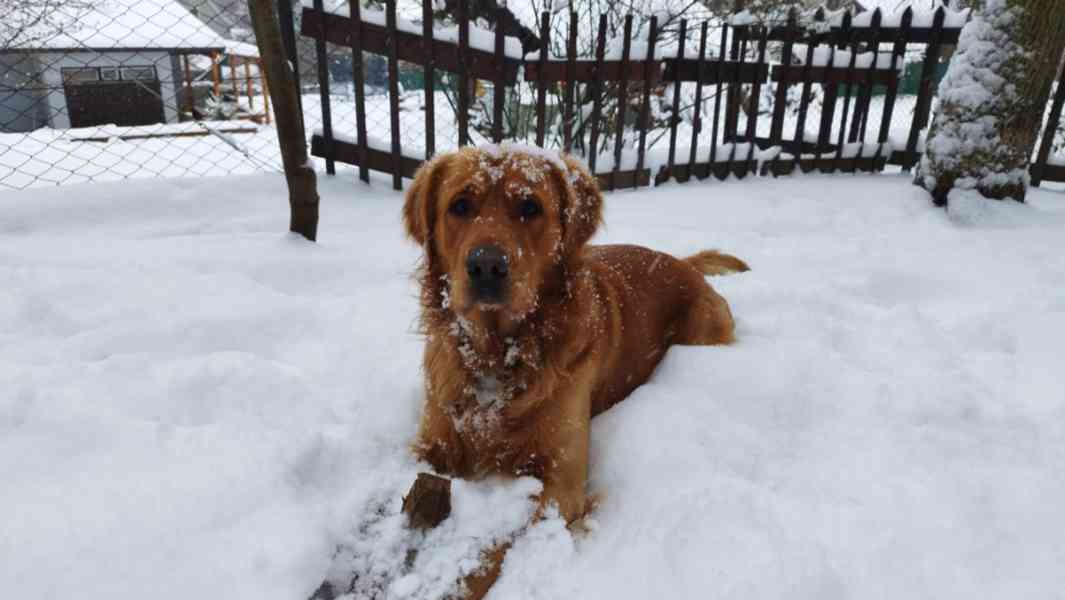 nabídka krytí - foto 2