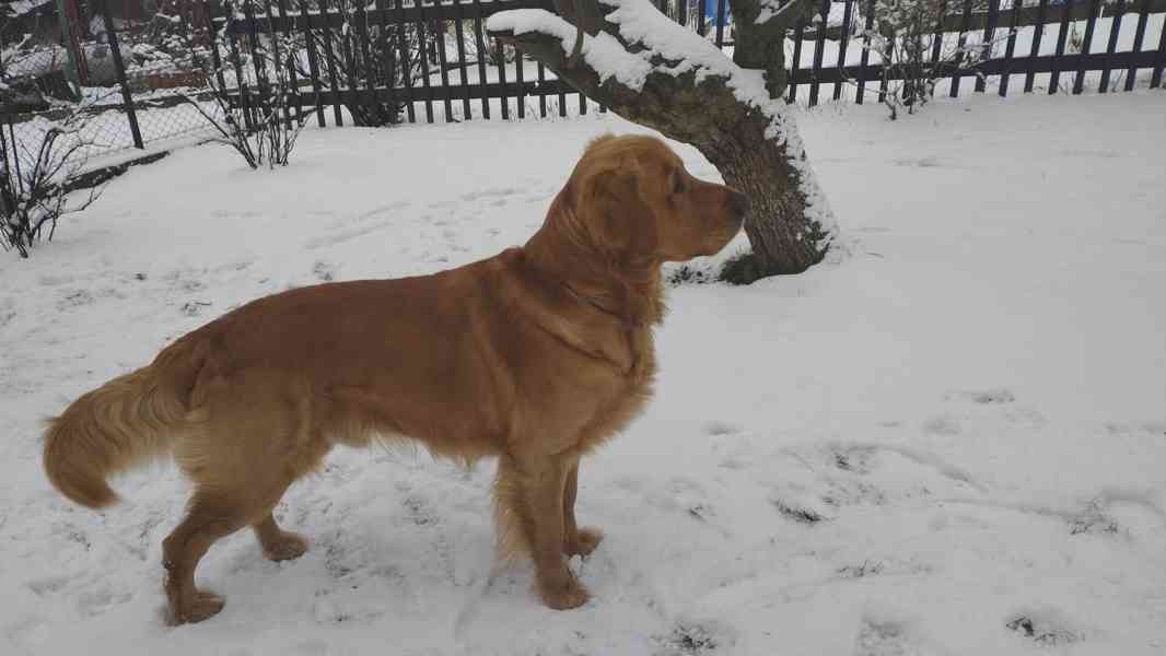 nabídka krytí - foto 6