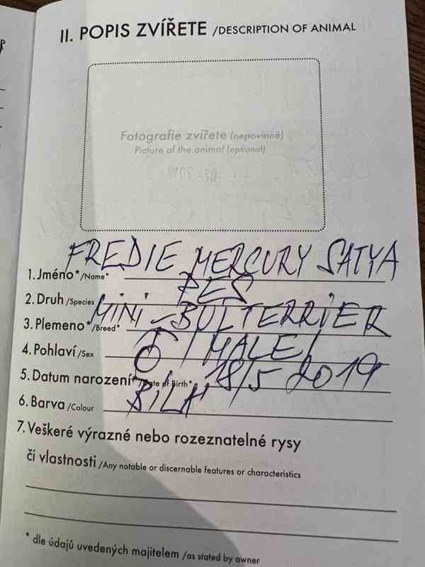 Mini Bulteriér ke krytí - foto 4