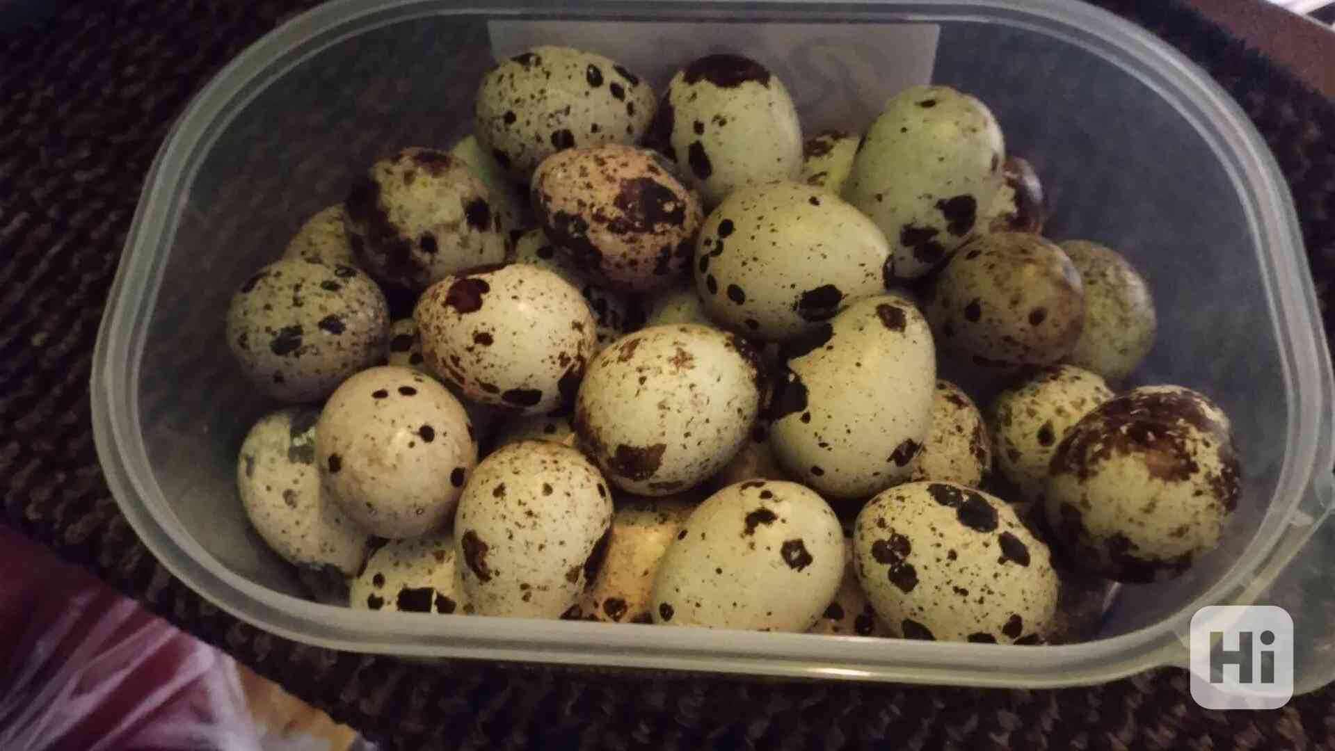 Křepelčí vajíčka  - foto 1