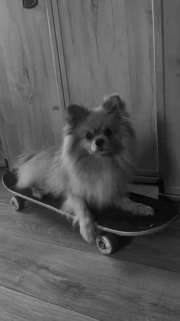 pomeranian - foto 2