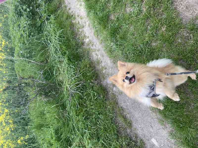 pomeranian - foto 3