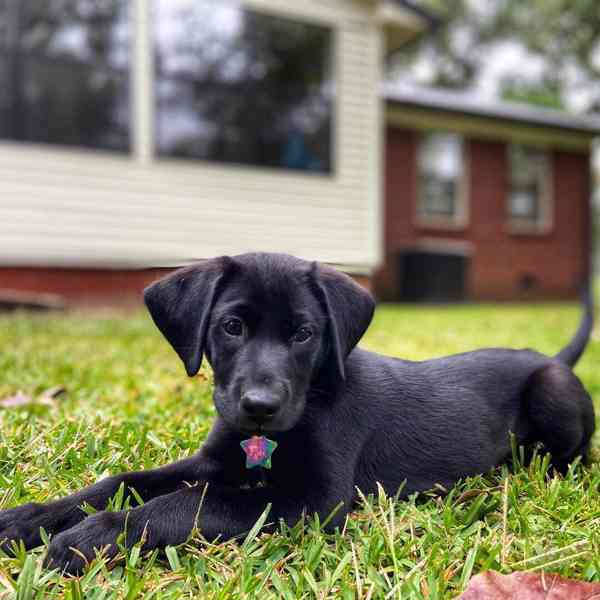 Štěně černého labradora k adopci