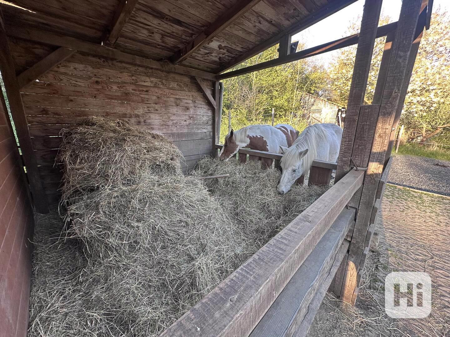 Pronajmu stáj v Úštěku  vhodnou pro dva koně - foto 1