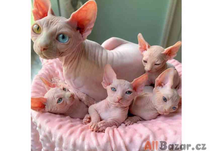sphynx koťata k adopci . - foto 1