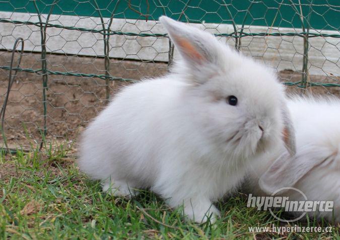 Zakrslý králík beránek, věk 8 týdnů - foto 1