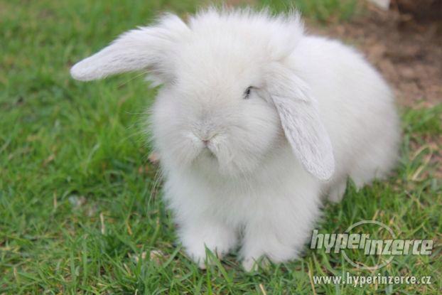 Zakrslý králík beránek, věk 8 týdnů - foto 2