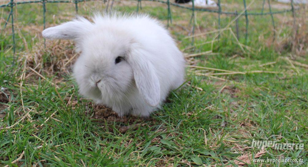 Zakrslý králík beránek, věk 8 týdnů - foto 3