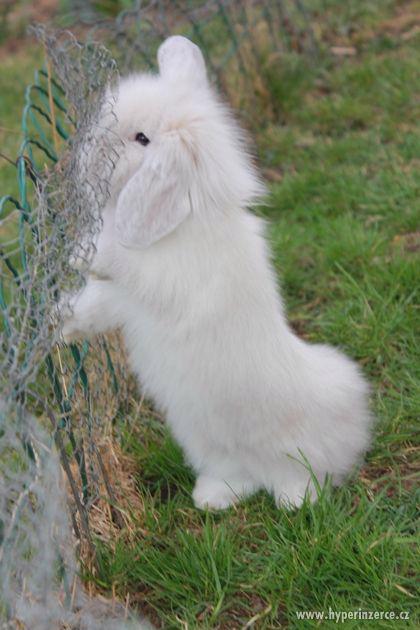 Zakrslý králík beránek, věk 8 týdnů - foto 4