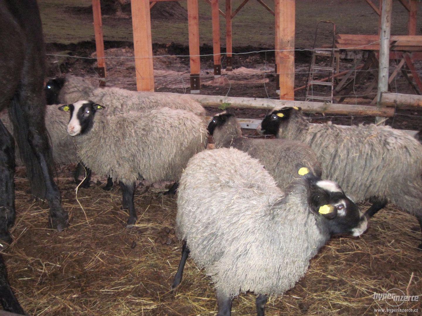 Romanovské ovce - foto 1