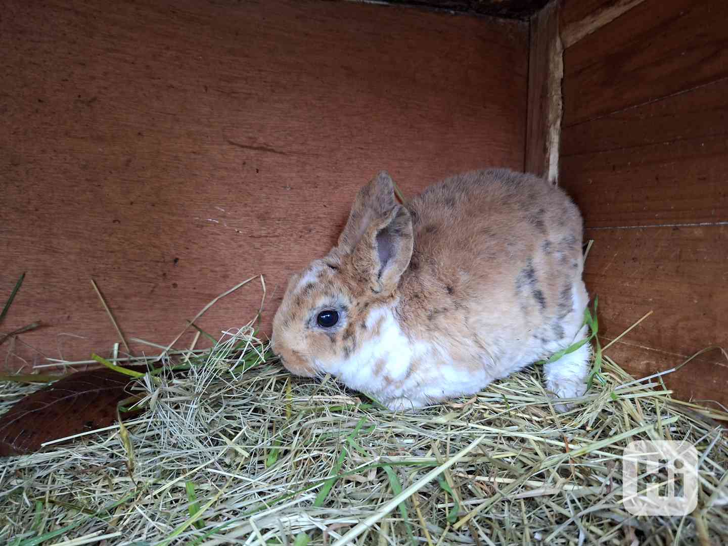 Prodám mladé rexe - foto 1