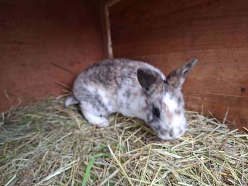 Prodám mladé rexe - foto 5