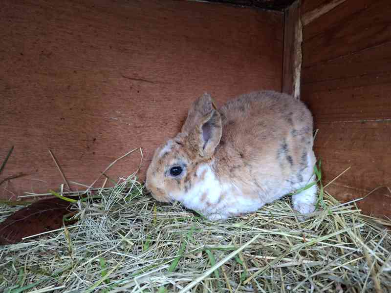 Prodám mladé rexe - foto 1