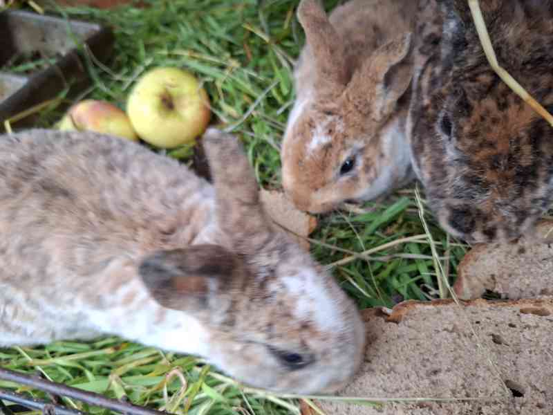 Prodám mladé rexe - foto 8