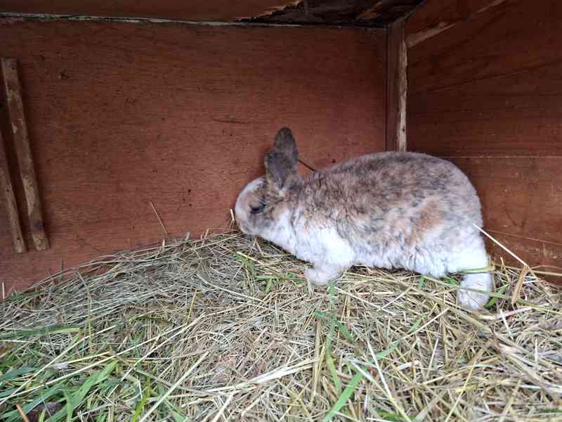 Prodám mladé rexe - foto 4