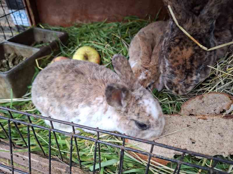 Prodám mladé rexe - foto 7