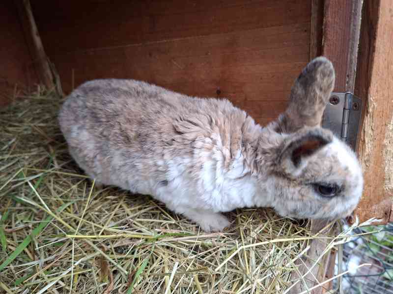 Prodám mladé rexe - foto 3