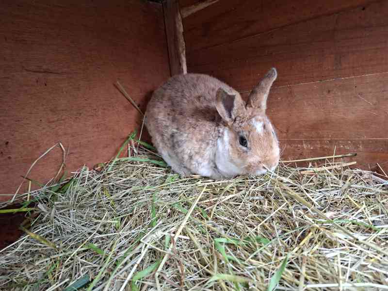 Prodám mladé rexe - foto 2