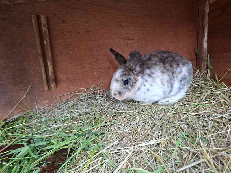 Prodám mladé rexe - foto 6