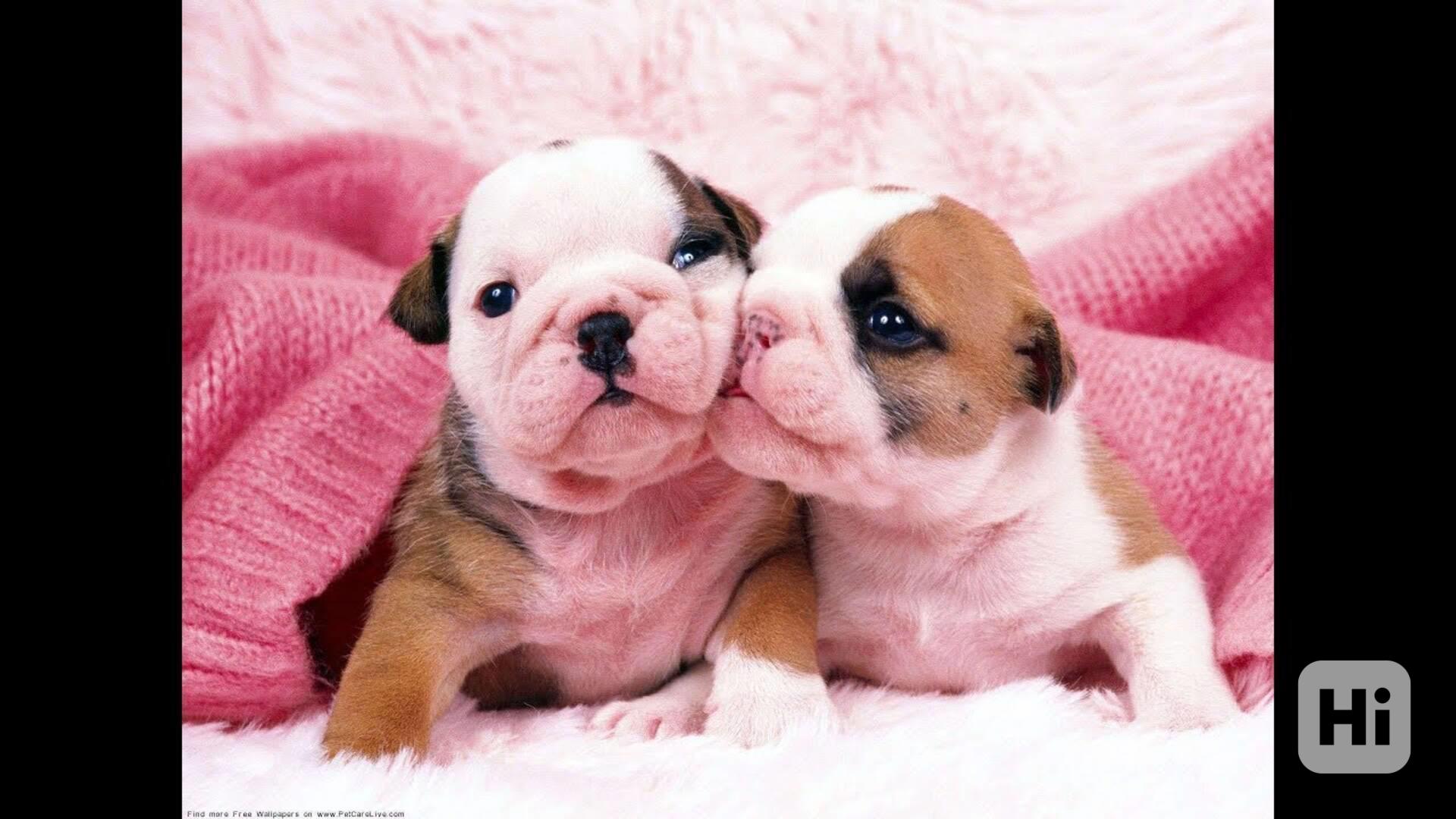 Super rozkošná štěňátka anglického buldoka k dispozici - foto 1