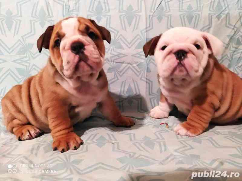 Super rozkošná štěňátka anglického buldoka k dispozici - foto 2