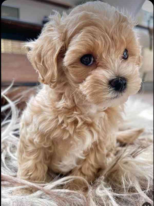 Máme na prodej štěňátka Maltipoo.  - foto 1