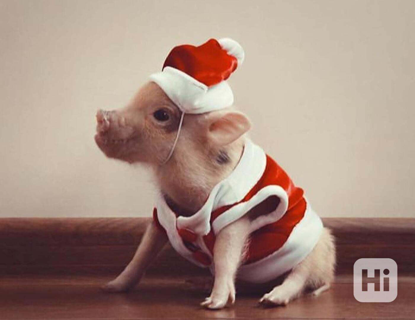 Rozkošná prasátka na prodej  - foto 1