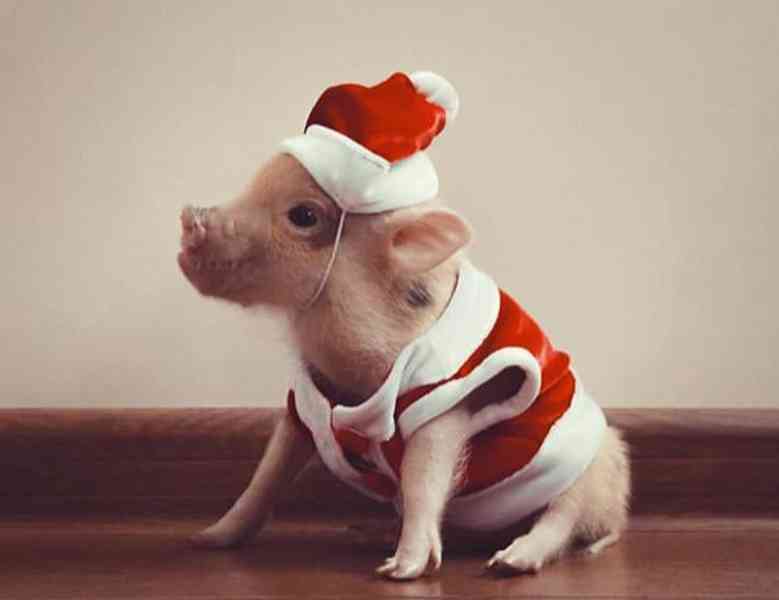 Rozkošná prasátka na prodej 