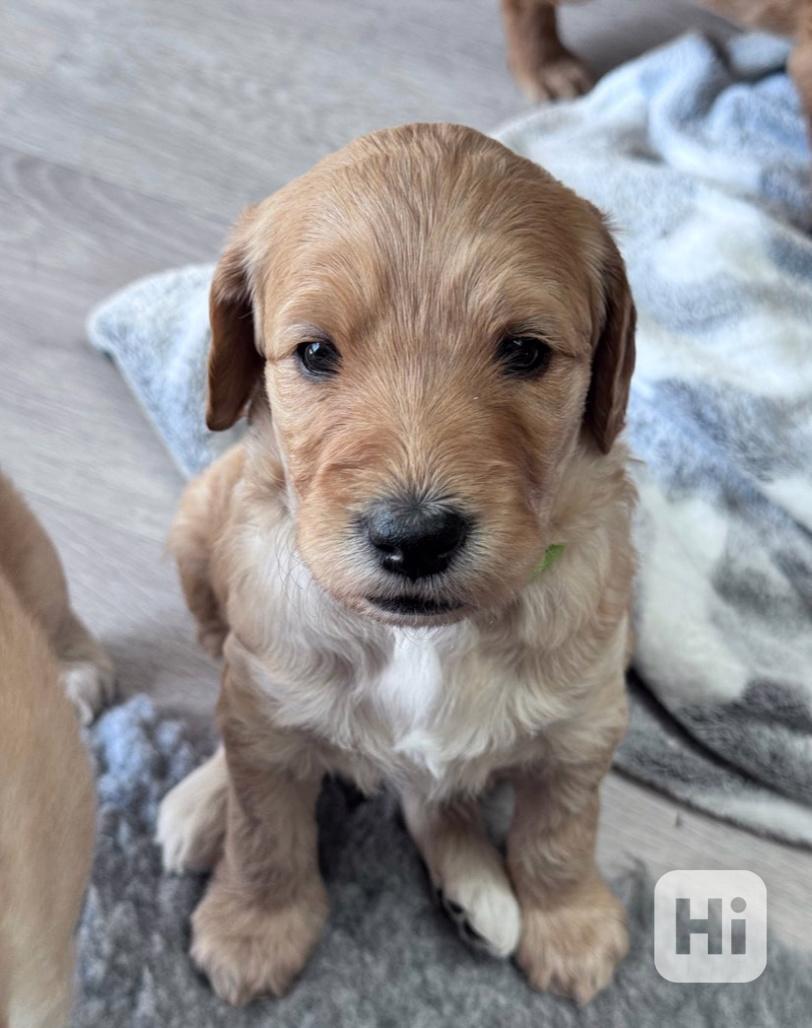 Štěňata labradoodla F1b - foto 1