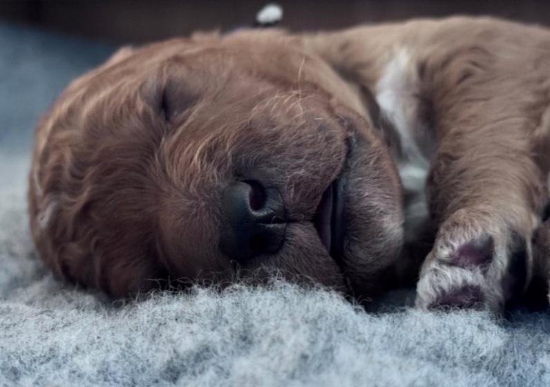 Štěňata labradoodla F1b - foto 5
