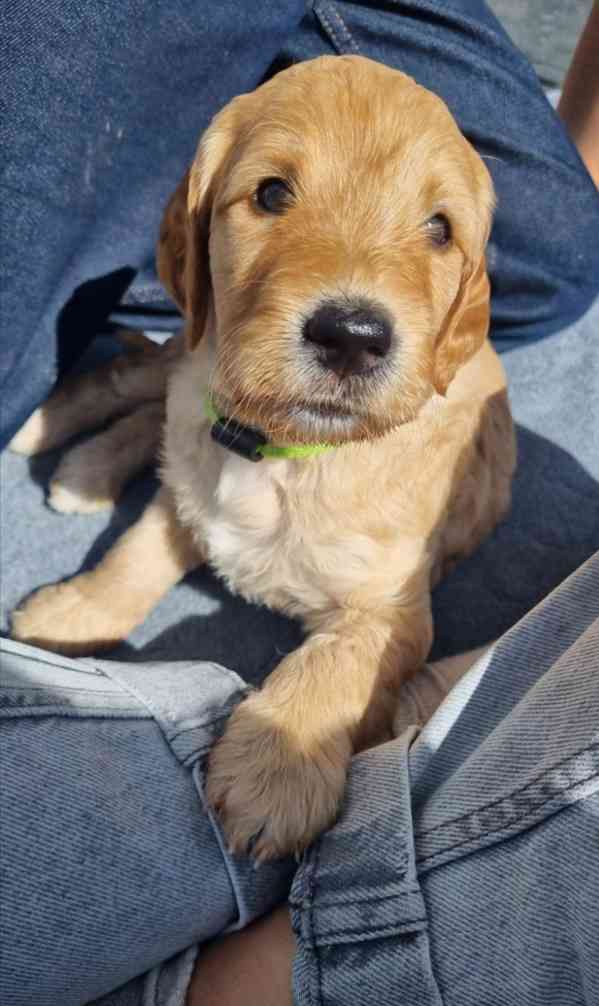 Štěňata labradoodla F1b - foto 3