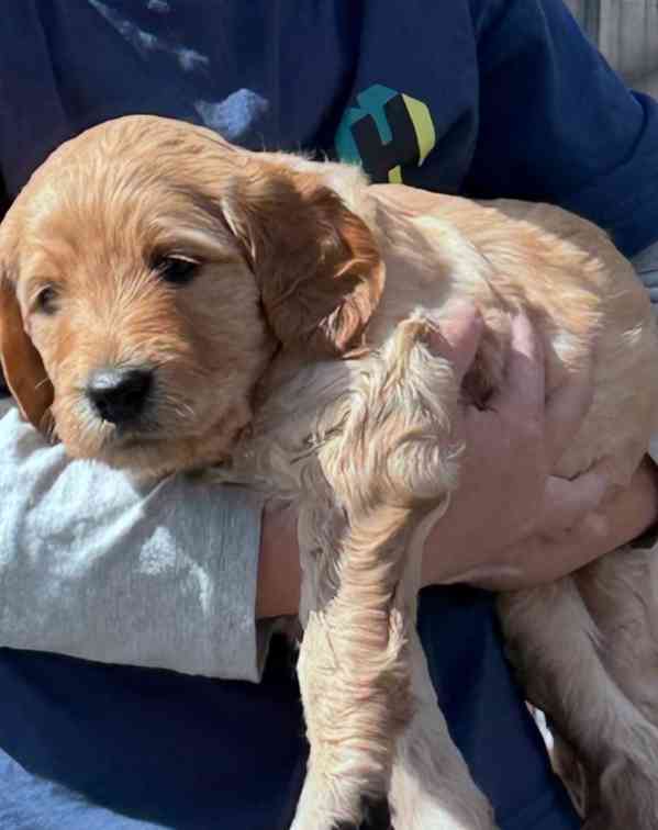 Štěňata labradoodla F1b - foto 2