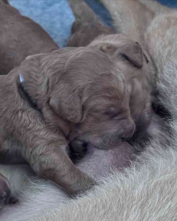 Štěňata labradoodla F1b - foto 6