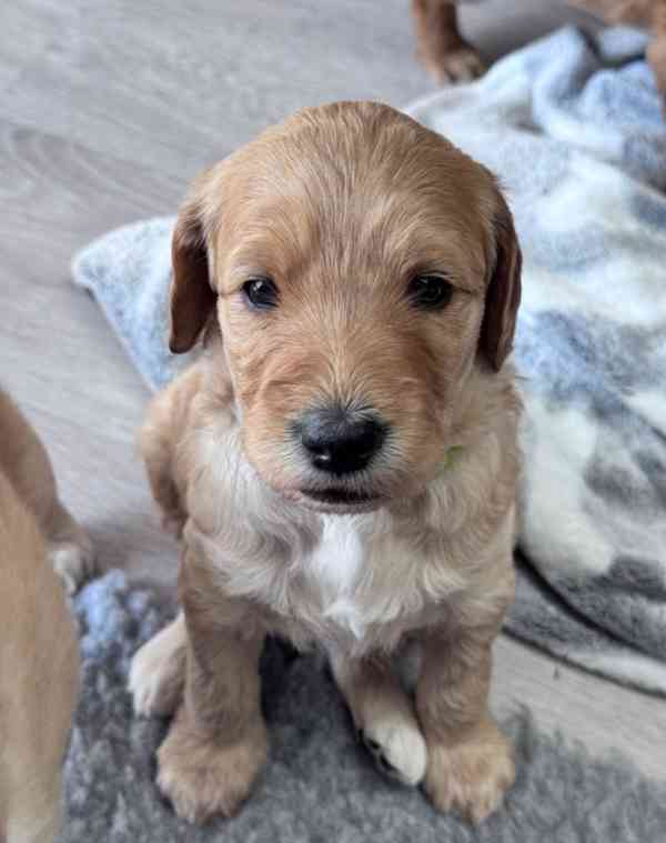 Štěňata labradoodla F1b - foto 1