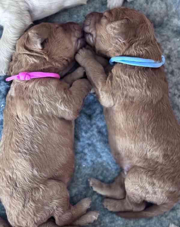 Štěňata labradoodla F1b - foto 4