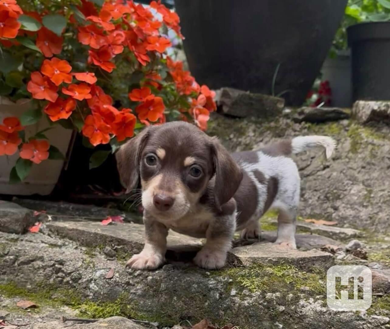 Tato krásná štěňátka jezevčíků  - foto 1