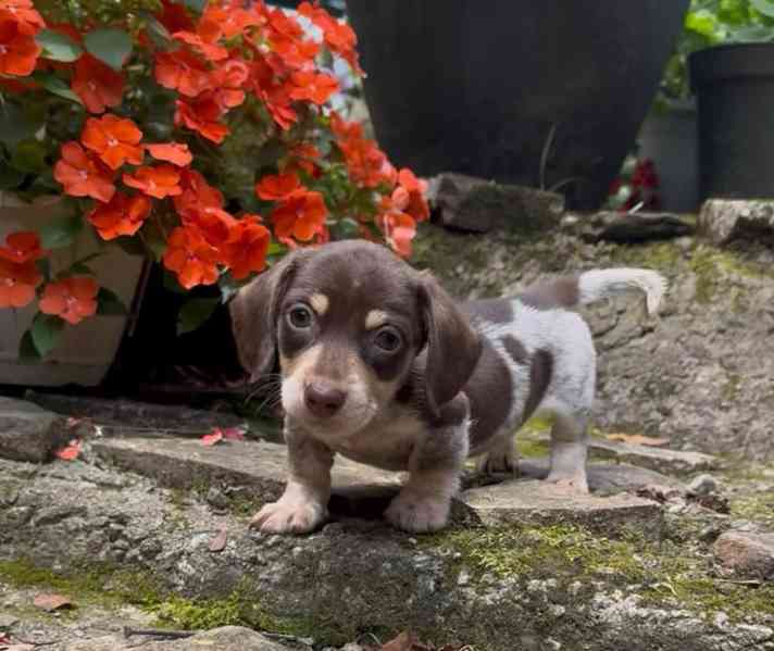 Tato krásná štěňátka jezevčíků 