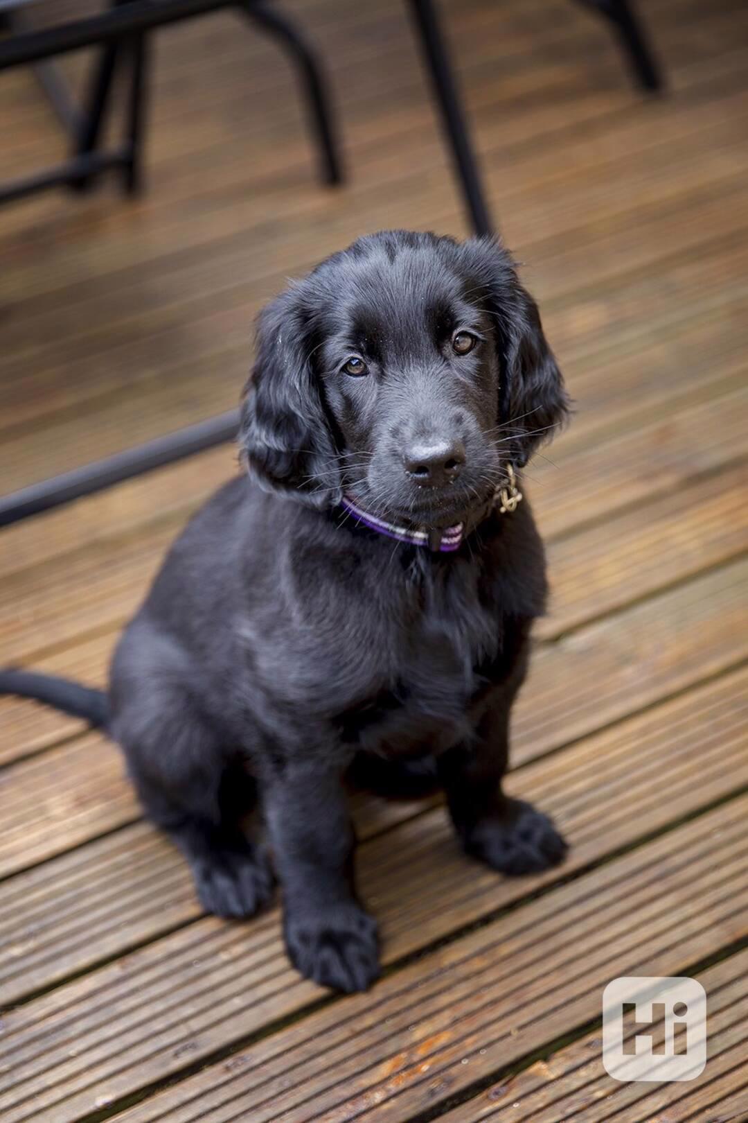 Flat coated retriever - černí pejsci s PP - foto 1