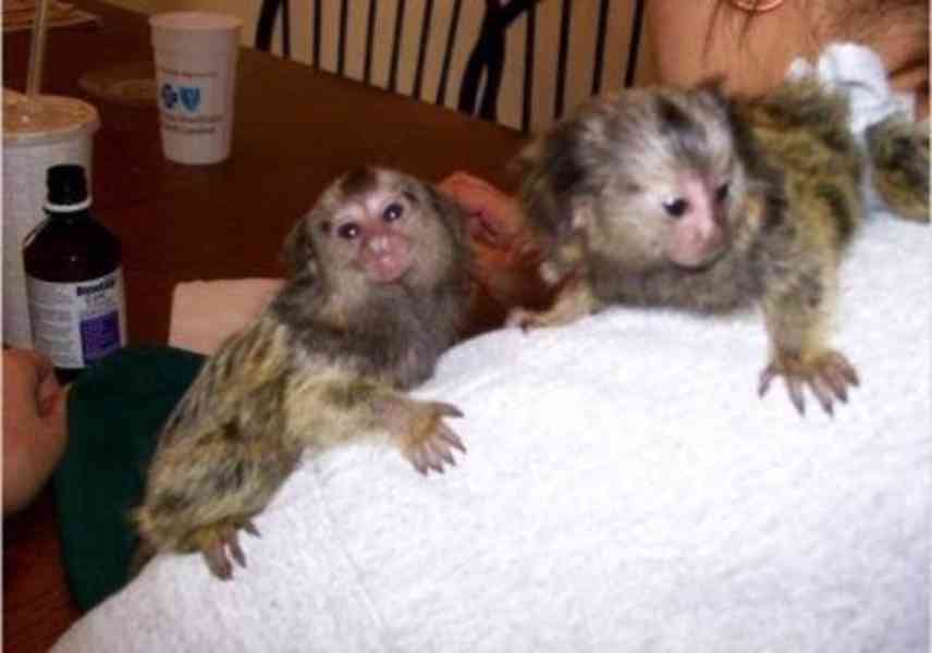 socializované opice kosmany k adopci - foto 1