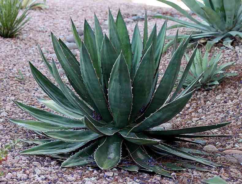 sazenice Agave garciae-mendozae