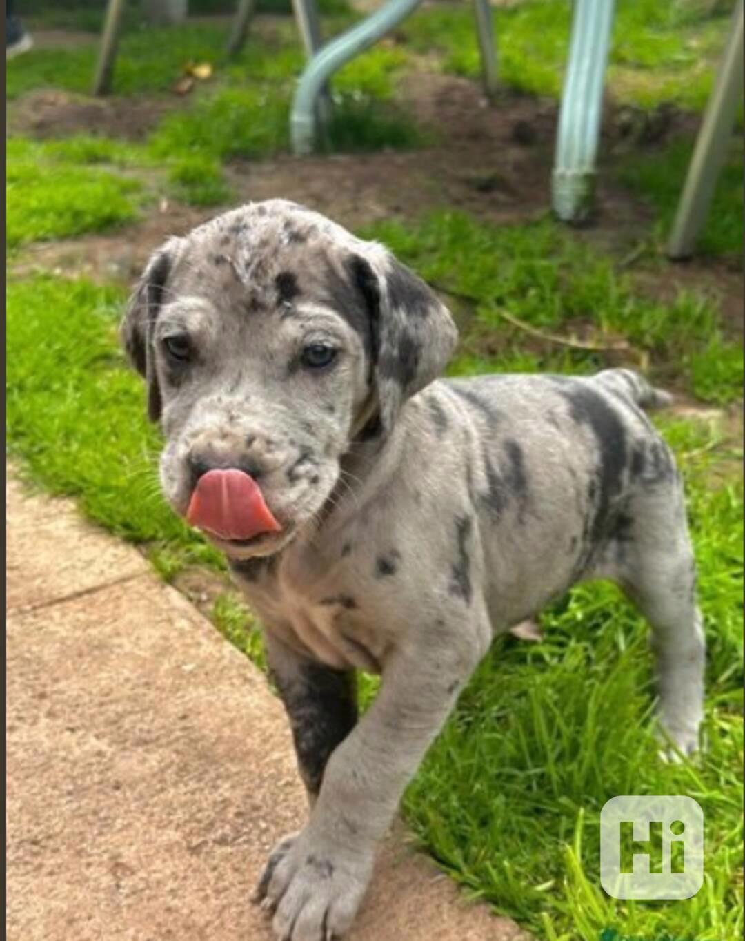 Dobře vycvičená štěňata německé dogy hledající krásný domov. - foto 1