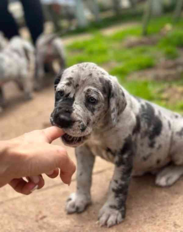 Dobře vycvičená štěňata německé dogy hledající krásný domov. - foto 6