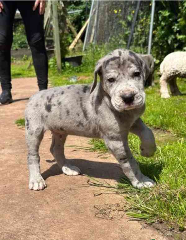 Dobře vycvičená štěňata německé dogy hledající krásný domov. - foto 4