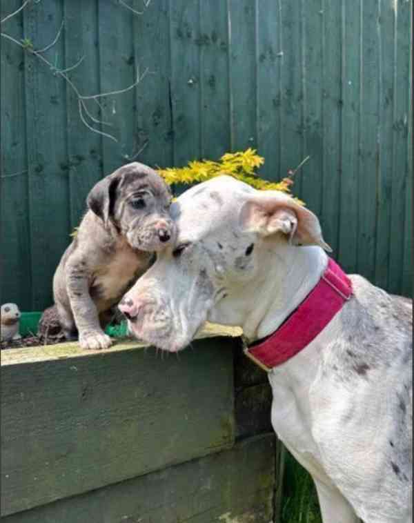 Dobře vycvičená štěňata německé dogy hledající krásný domov. - foto 7