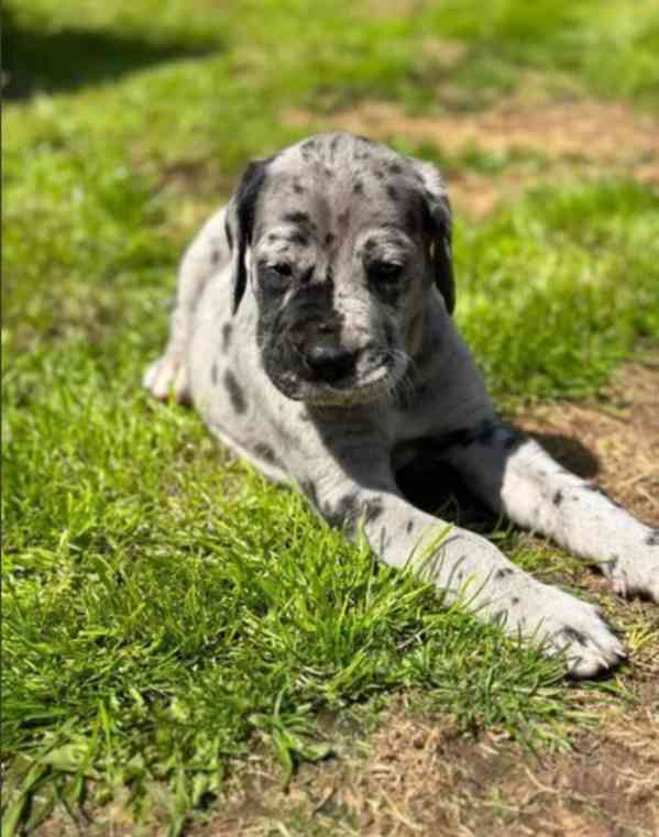 Dobře vycvičená štěňata německé dogy hledající krásný domov. - foto 5