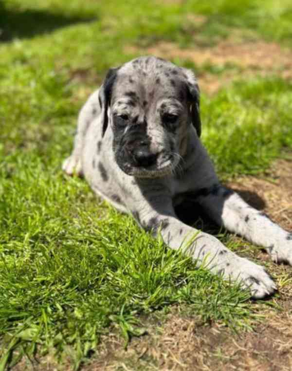 Dobře vycvičená štěňata německé dogy hledající krásný domov. - foto 3