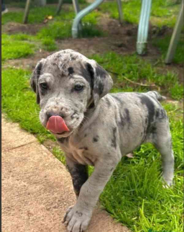 Dobře vycvičená štěňata německé dogy hledající krásný domov. - foto 1